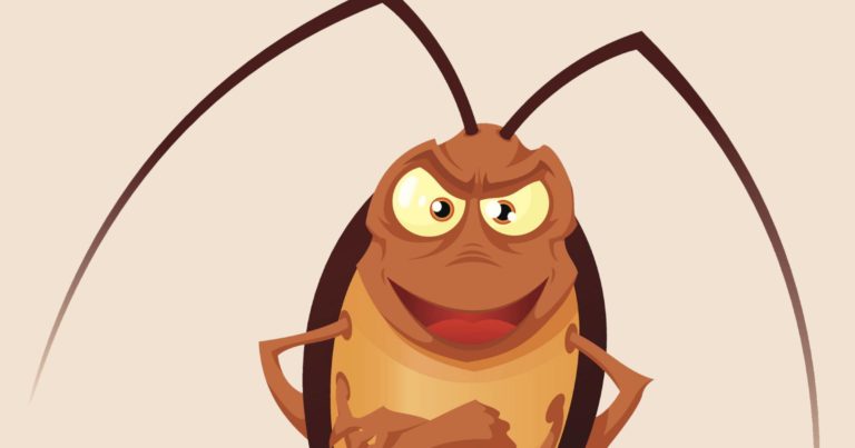 Pre Purchase Pest Inspections Australia